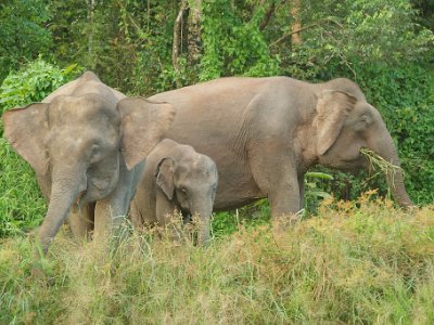 Borneo pgymy elephant, Sukau (11)
